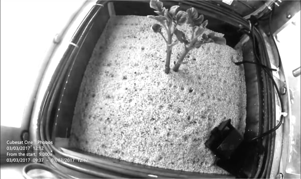 Potatoes may be able to grow on Mars, a first simulation under Martians condition suggests Potatoes may be able to grow on Mars, a first simulation under Martian conditions suggests