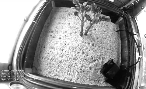 A first experiment under simulated Martian conditions suggests a potato CAN grow on Mars.The experiment was carried out in a sealed container - temperature and light following the Martian day and night conditions and Mars air pressure, oxygen and carbon A first experiment under simulated Martian conditions suggests a potato CAN grow on Mars.The experiment was carried out in a sealed container - temperature and light following the Martian day and night conditions and Mars air pressure, oxygen and carbon