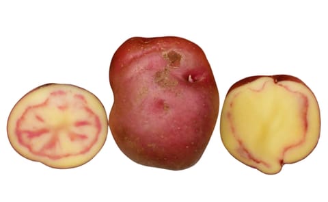 CIP-PUKA YAWRI CIP-PUKA YAWRI