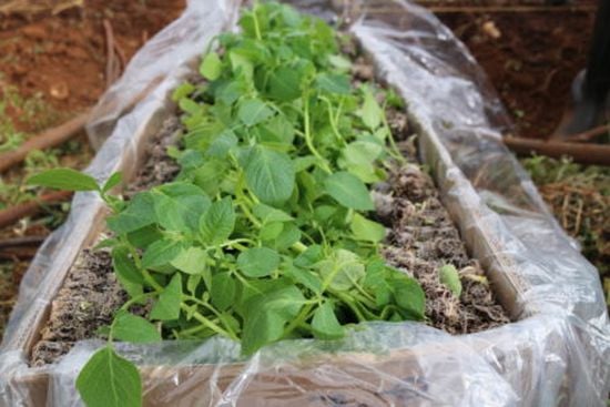 Rooted Apical Cuttings ready for planting (Courtesy: V. Atakos; CIP) Rooted Apical Cuttings ready for planting (Courtesy: V. Atakos; CIP)