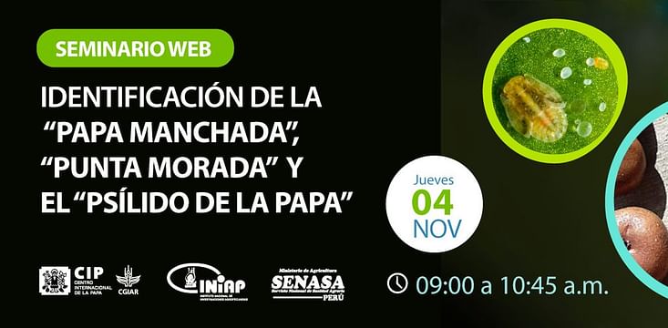 Webinar: Identification of the spotted potato, purple tip, and the potato psyllid