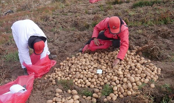 CIP technicians harvest Matilde potatoes