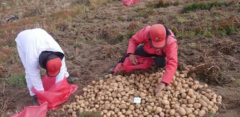 CIP technicians harvest Matilde potatoes 