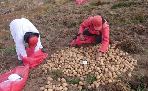 CIP technicians harvest Matilde potatoes CIP technicians harvest Matilde potatoes