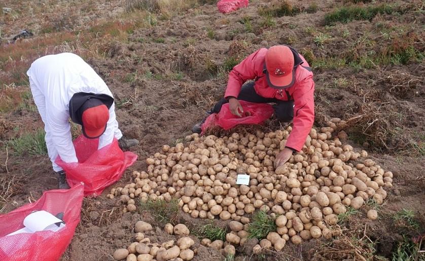 CIP technicians harvest Matilde potatoes 