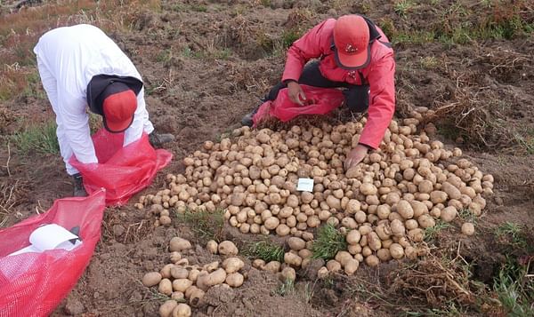 The Crop Trust and CIP Announce New Disease-Proof Potato.