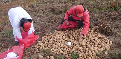 The Crop Trust and CIP Announce New Disease-Proof Potato.