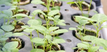 CIP Webinar: Training on Apical Rooted Cuttings for Potato Seed Production