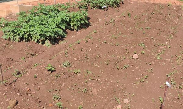 Uganda field trial shows extreme resistance to late blight by GM potato