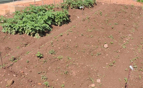 Late blight resistant plants in the back grow while non-resistant varieties in the foreground die. Late blight resistant plants in the back grow while non-resistant varieties in the foreground die.