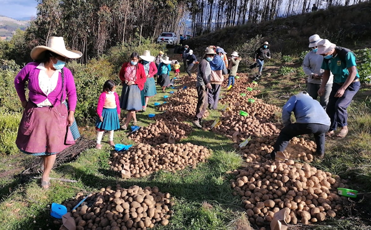Perú: Nuevas variedades de papa beneficiarán a los agricultores, consumidores y al medio ambiente. Perú: Nuevas variedades de papa beneficiarán a los agricultores, consumidores y al medio ambiente.