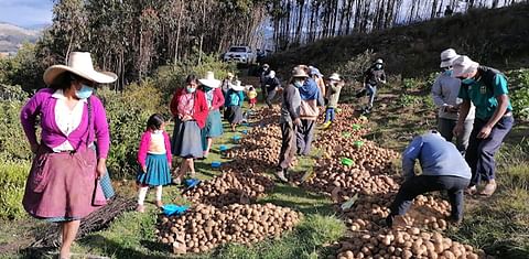 Perú: Nuevas variedades de papa beneficiarán a los agricultores, consumidores y al medio ambiente.