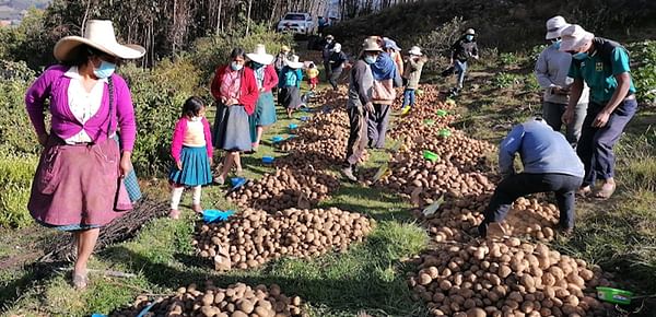 Perú: Nuevas variedades de papa beneficiarán a los agricultores, consumidores y al medio ambiente.