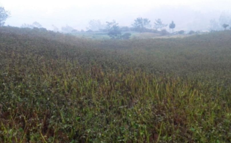 Campo de papa de la variedad Yungay fuertemente afectado por el tizón tardío en Chota,Cajamarca, Perú.