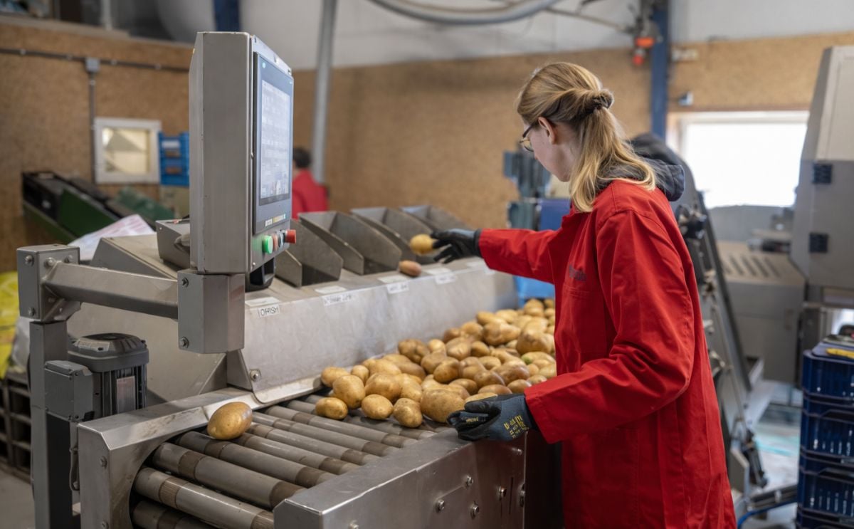 Clara operates sorting equipment to assess potato clones during the breeding process at HZPC Clara operates sorting equipment to assess potato clones during the breeding process at HZPC