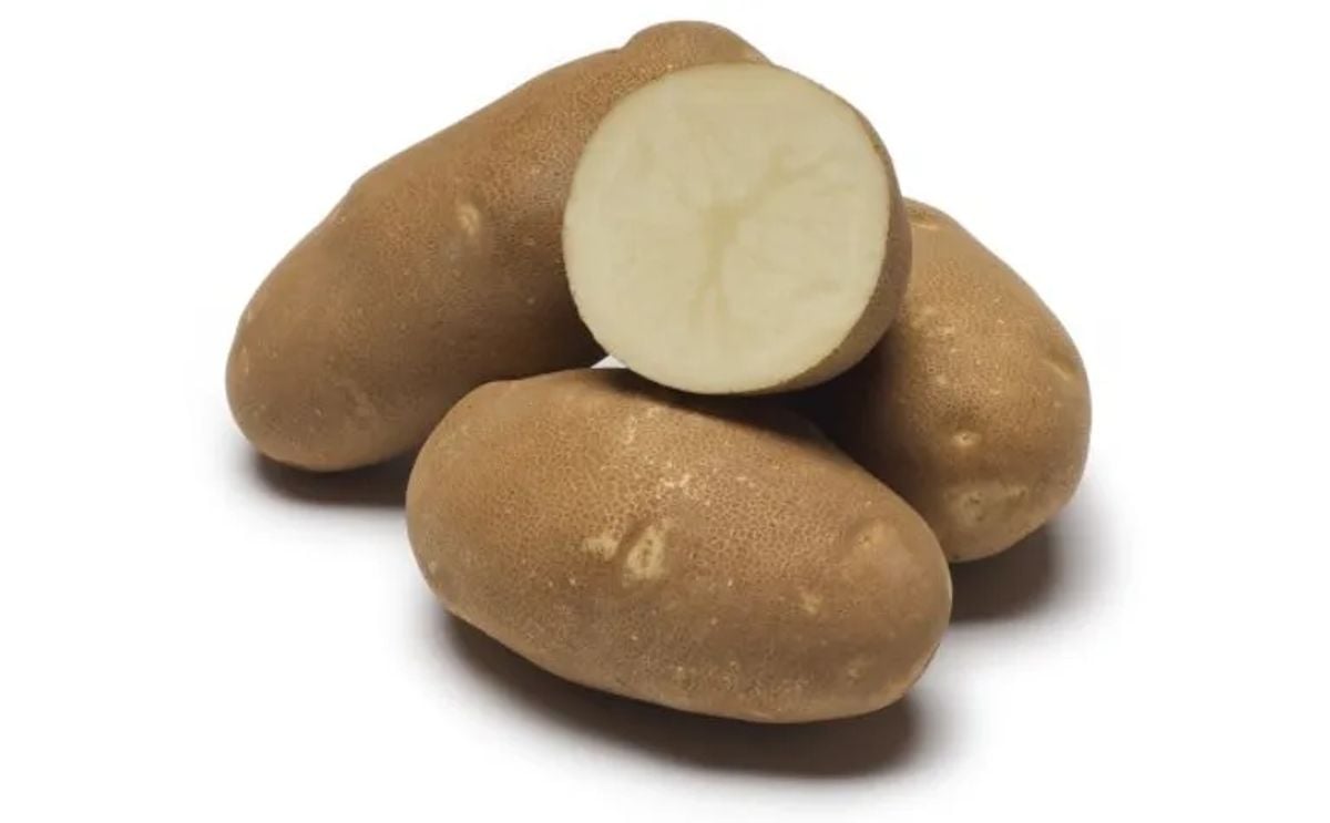 CLEARWATER RUSSET CLEARWATER RUSSET