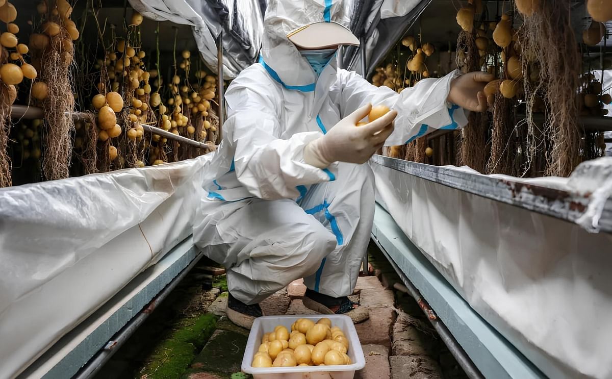 China’s sets out on a mission to protect potatoes from climate change China’s sets out on a mission to protect potatoes from climate change