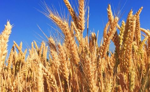 Climate extremes impact on global crop yield variations. (Courtesy: Alvin Stone / Climate Extremes) Climate extremes impact on global crop yield variations. (Courtesy: Alvin Stone / Climate Extremes)