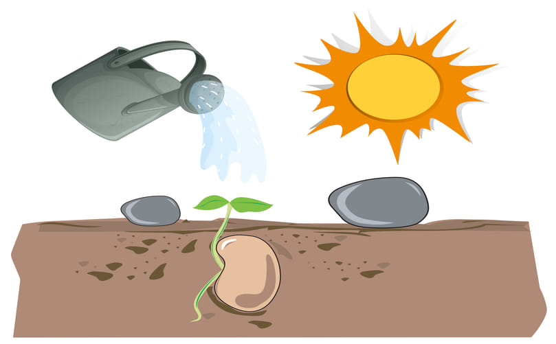 Climate Stress Effects on Potato Growth and Tuber Development