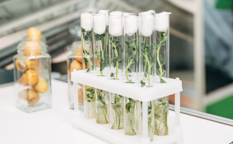 Clonal Breeding and Vegetative Propagation System in Potato (Solanum tuberosum L.): From Tissue Culture to Field Selection Clonal Breeding and Vegetative Propagation System in Potato (Solanum tuberosum L.): From Tissue Culture to Field Selection