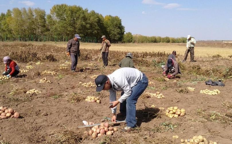 Evaluation of clones for drought tolerance in field experiments in Inner Mongolia