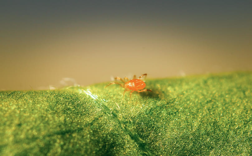 “Microscopic View of Two-Spotted Spider Mite on Potato Foliage”