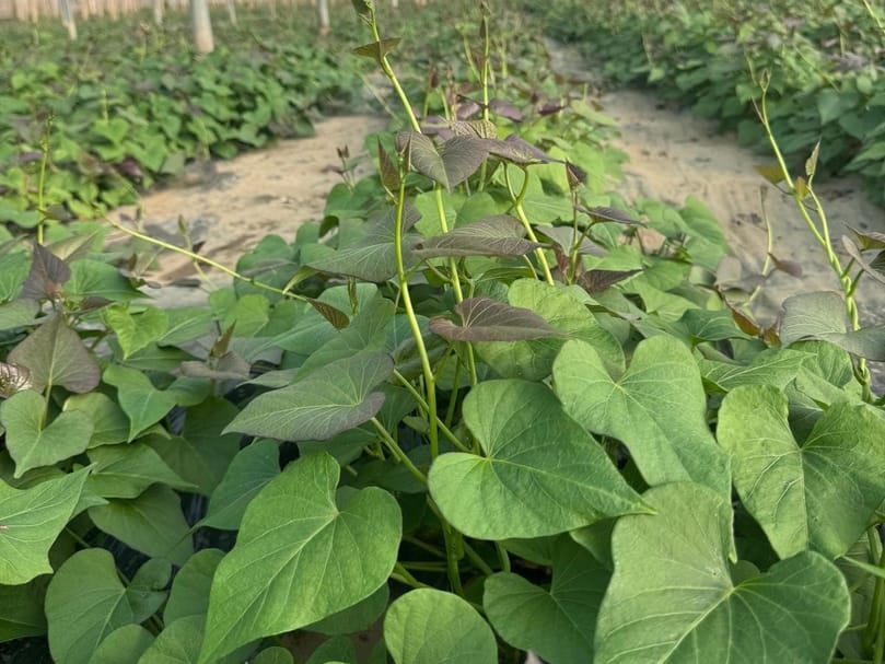 Healthy sweet potato plants developing in the Miguel Guerra nursery, which maintained stable production despite adverse weather conditions.