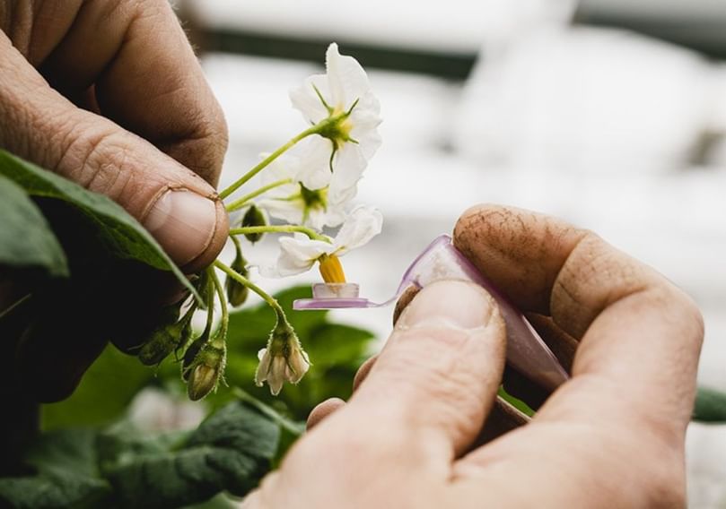 Close-up of pollen collection from potato flowers at Cornell AES greenhouses, part of the breeding process for new varieties. Close-up of pollen collection from potato flowers at Cornell AES greenhouses, part of the breeding process for new varieties.