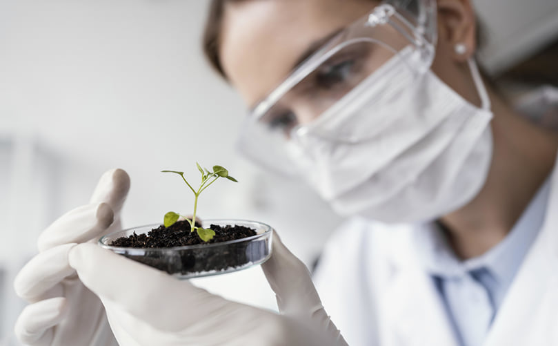 Regenerated Potato Seedlings During Laboratory Development of GMO Lines Regenerated Potato Seedlings During Laboratory Development of GMO Lines