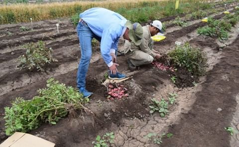 Javier Rinza. Jonas Wittern and Jesus Zamalloa during tubers harvesting of potato minicore trial at CIP experimental station in Lima-Peru.
Javier Rinza. Jonas Wittern and Jesus Zamalloa during tubers harvesting of potato minicore trial at CIP experimental station in Lima-Peru.