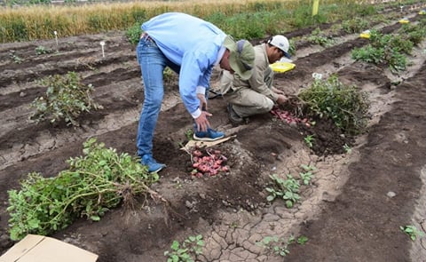 Javier Rinza. Jonas Wittern and Jesus Zamalloa during tubers harvesting of potato minicore trial at CIP experimental station in Lima-Peru.
Javier Rinza. Jonas Wittern and Jesus Zamalloa during tubers harvesting of potato minicore trial at CIP experimental station in Lima-Peru.