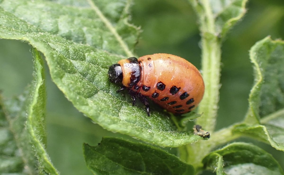 Collardo Potato Beetle