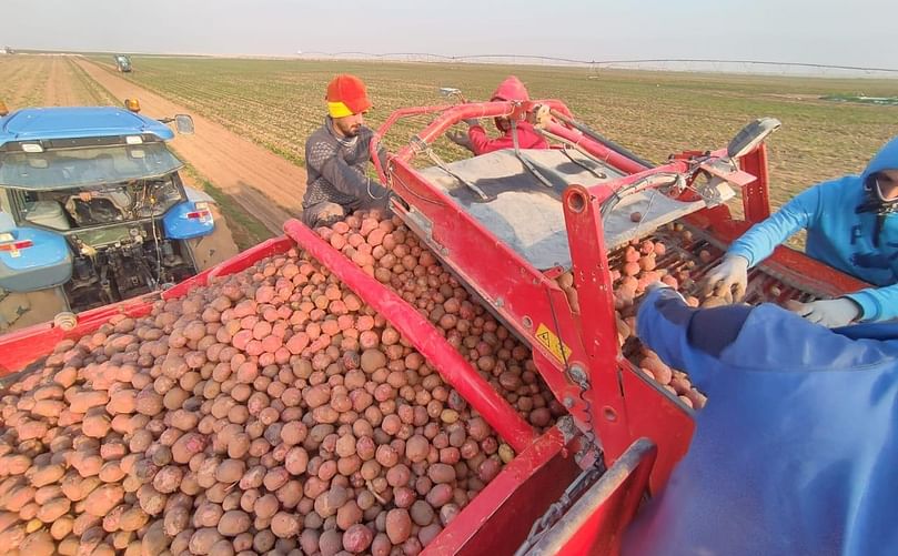 Collecting the Potatoes to prepare them for subsequent industrial processes.