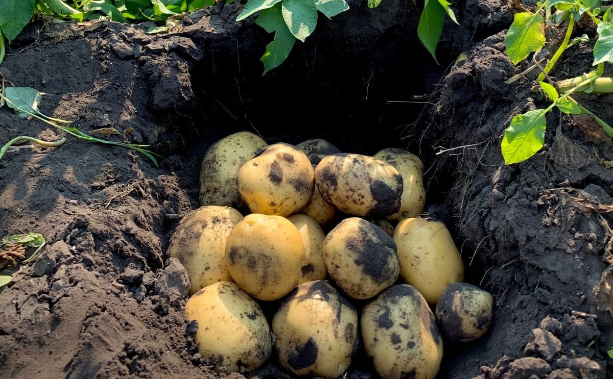 Peak of the Market Ltd. and Keystone Potato Producers Association Proudly celebrating Manitoba’s potato growers on International Day of Potato. Peak of the Market Ltd. and Keystone Potato Producers Association Proudly celebrating Manitoba’s potato growers on International Day of Potato.