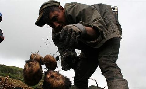 Papas criollas colombianas para combatir el hambre Papas criollas colombianas para combatir el hambre