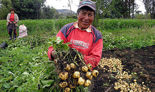 Colombia: Con mejoramiento genético se obtendrían papas tolerantes a sequías