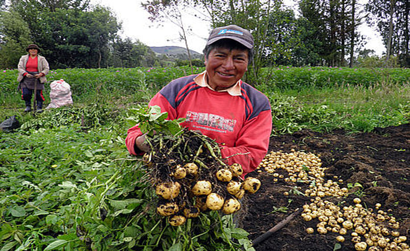 Colombia: Con mejoramiento genético se obtendrían papas tolerantes a sequías
