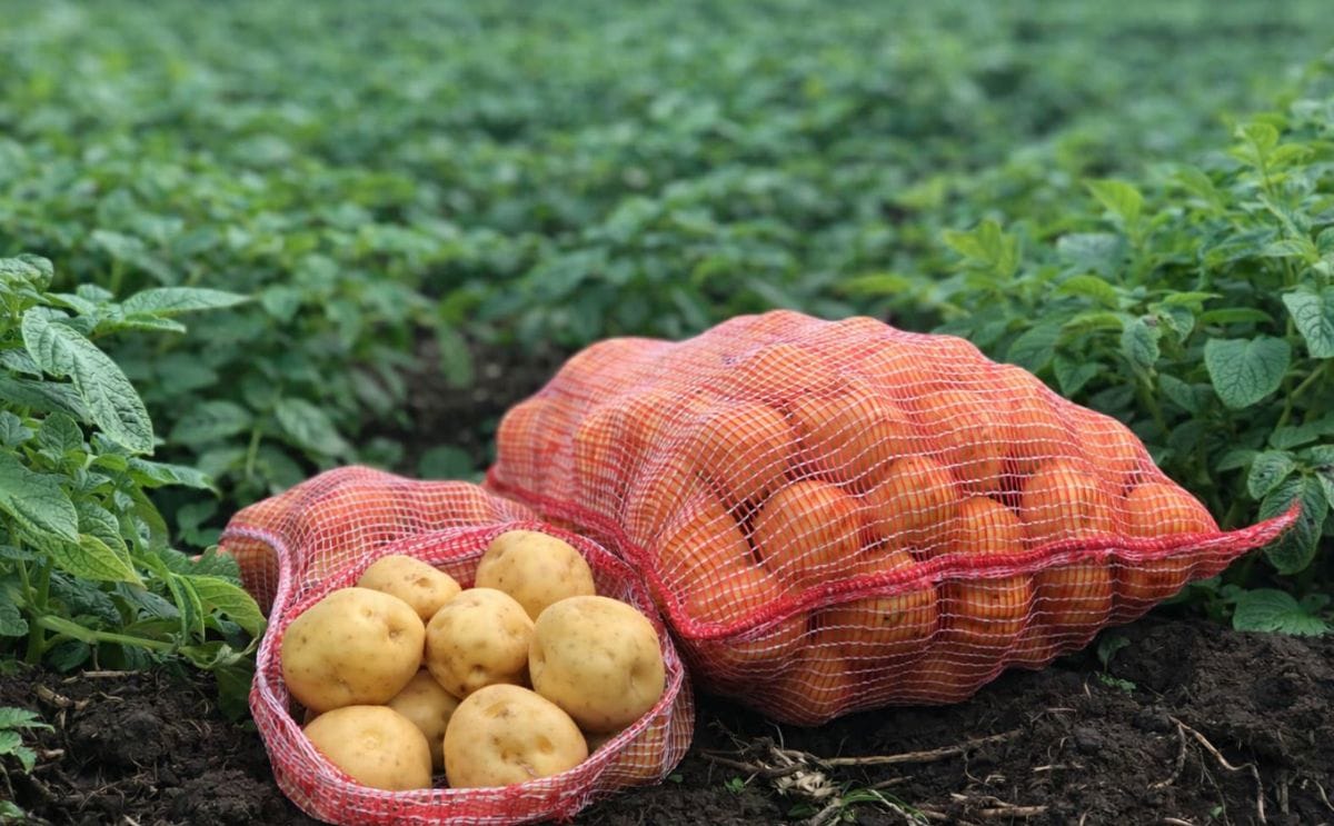 Colombia: Corpoica lanza nueva variedad de papa criolla Colombia: Corpoica lanza nueva variedad de papa criolla