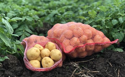 Lanzan en Colombia una nueva variedad de papa criolla Lanzan en Colombia una nueva variedad de papa criolla