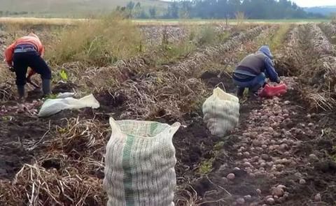 Destinan 1.8 millones de dólares para impulsar sector papero en Colombia Destinan 1.8 millones de dólares para impulsar sector papero en Colombia