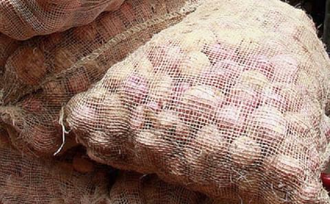 Colombia: Cultivadores de papa en Boyacá anuncian crisis por producción a pérdida Colombia: Cultivadores de papa en Boyacá anuncian crisis por producción a pérdida