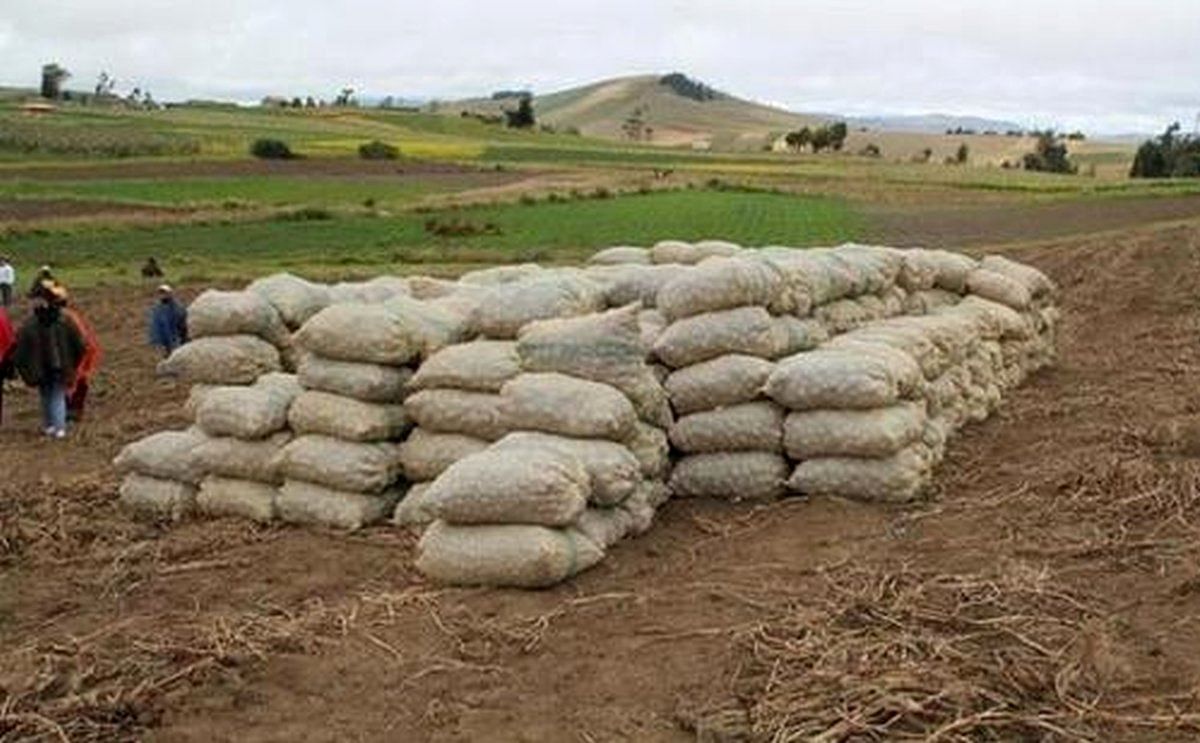 Colombia: Zonificarán áreas de cultivo de papa Colombia: Zonificarán áreas de cultivo de papa