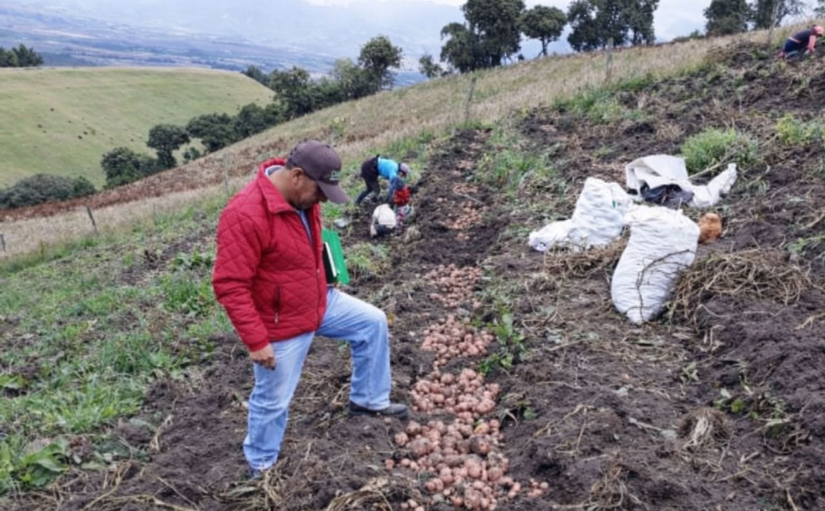 Colombia: Denuncian contrabando de papa ecuatoriana