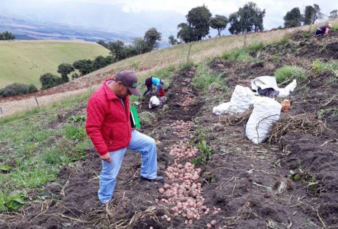 Colombia: Denuncian contrabando de papa ecuatoriana