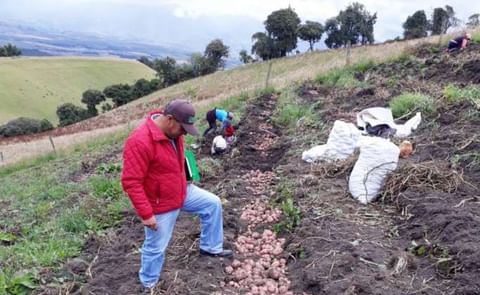 Colombia: Denuncian contrabando de papa ecuatoriana Colombia: Denuncian contrabando de papa ecuatoriana