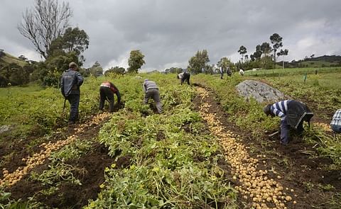 Colombia estudia estrategias para fortalecer el sector de la papa Colombia estudia estrategias para fortalecer el sector de la papa