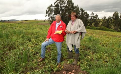 Colombia: La papa creció en el segmento industrial Colombia: La papa creció en el segmento industrial