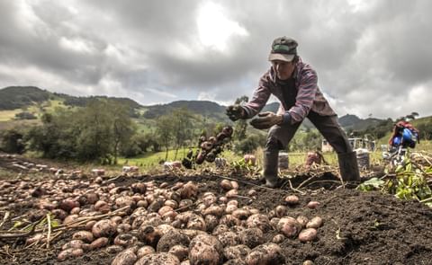Gobierno de Colombia lanza plan de apoyo para productores de papa en Nariño con compra pública y nueva inversión. Gobierno de Colombia lanza plan de apoyo para productores de papa en Nariño con compra pública y nueva inversión.