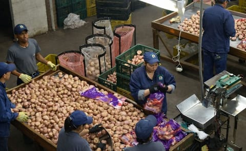 Colombia: Packing Potatoes Colombia: Packing Potatoes