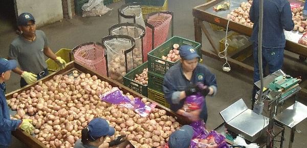 Colombian farmers association Fedepapa rejects the import of potatoes for the processing industry